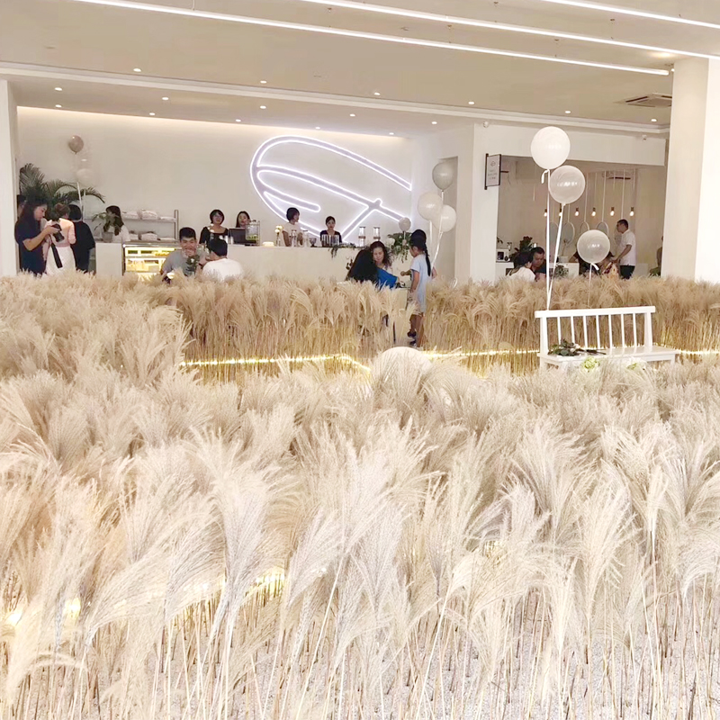 天然芦苇干花永生橱窗装饰摆件