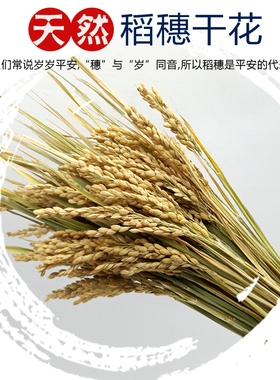 天然稻穗干花水稻装饰稻谷稻子干花家居装饰摆件店铺摆设拍摄道具