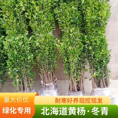 围墙篱笆植物大叶北海道黄杨苗冬青树苗四季常青耐寒庭院绿篱树苗