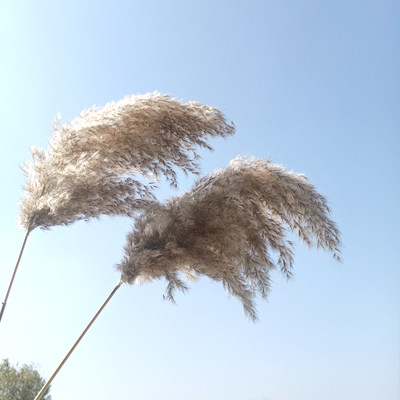 天然真干花粽叶大芦花大芦苇田园装饰摄影场景婚礼拍摄道具包邮