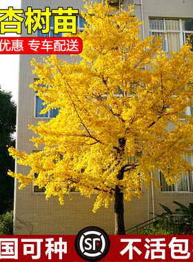 金叶银杏树苗白果活苗庭院别墅绿化苗木行道树银杏大树南北方种植