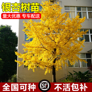 金叶银杏树苗白果活苗庭院别墅绿化苗木行道树银杏大树南北方种植