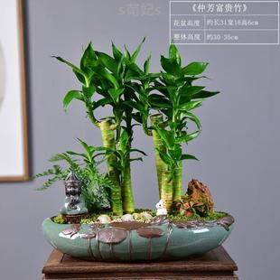 常青植物 .办公室桌面客厅招财盆栽富贵竹盆景高绿植土培节节四季