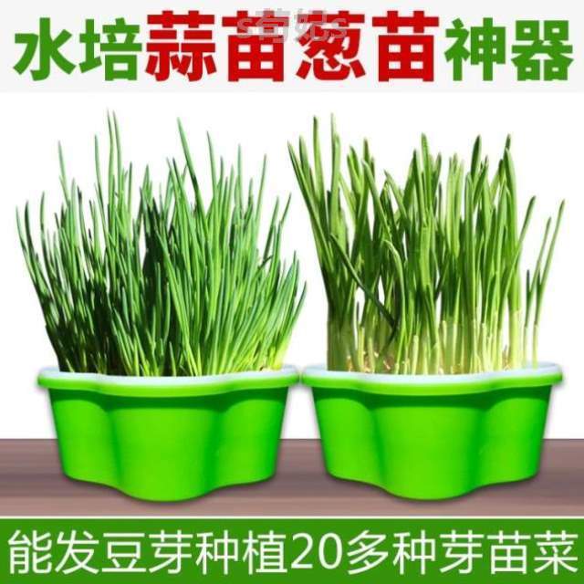 种植盖小号水保温@无土栽培容器盘蒜苗盘盆栽新款芽苗菜育苗盘带