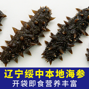 海参即食野生鲜活正宗辽刺参营养品辽宁绥中海产品葫芦岛海鲜特产
