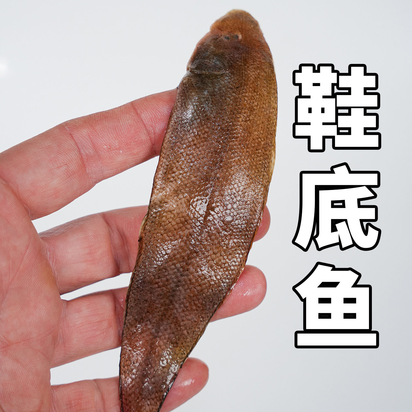 鞋底鱼龙利鱼小海鲜小海鱼