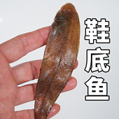 鞋 底鱼小杂鱼渤海湾比目鱼塔墨鱼踏板鱼绥中东戴河海鲜特产龙利鱼