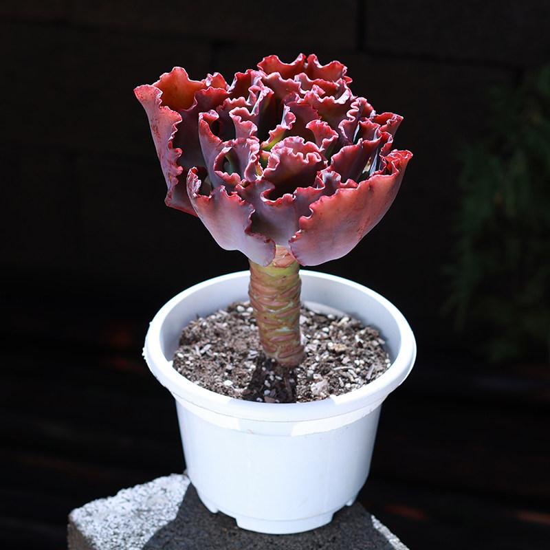 婚纱多肉植物稀有品种贵货罕见精品盆栽组合花卉大颗好养肉肉植物