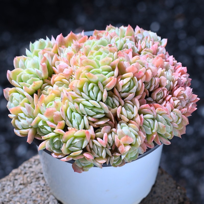 带香味的贝瑞缀化云南网红多肉植物基地直发好养盆栽肉肉老桩室内