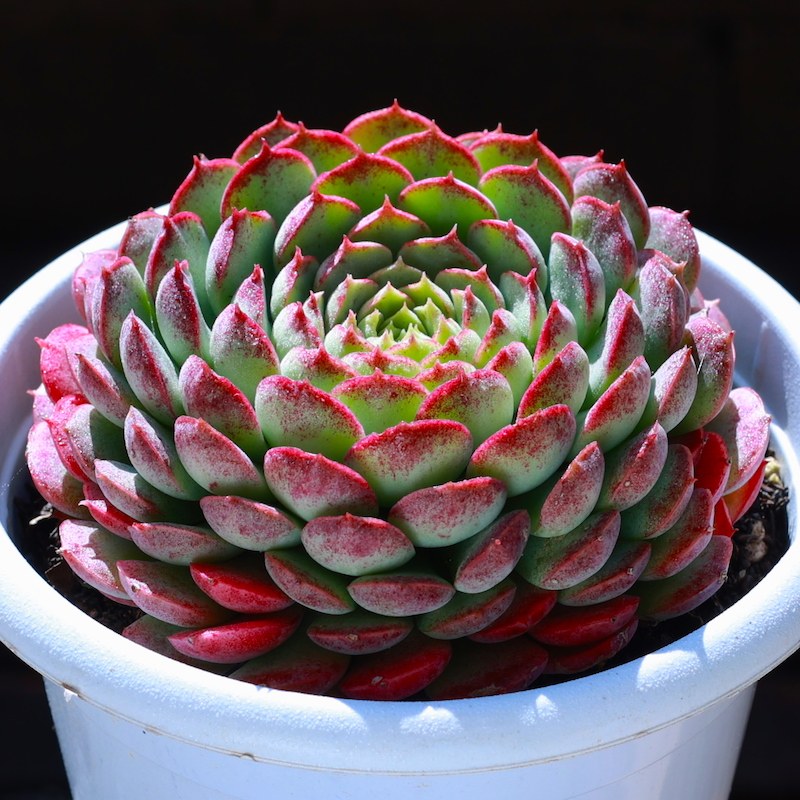 朱砂痣多肉植物盆栽绿植花卉豪华组合多头群生肉肉植物云南直发