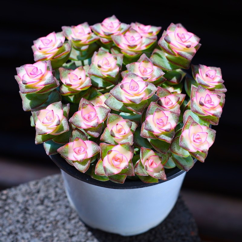 粉色星王子多肉植物带盆栽好 云南直发肉肉组合盆栽室内桌面新品