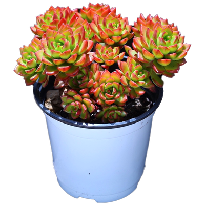 果时宴室内好养蒂亚多肉植物