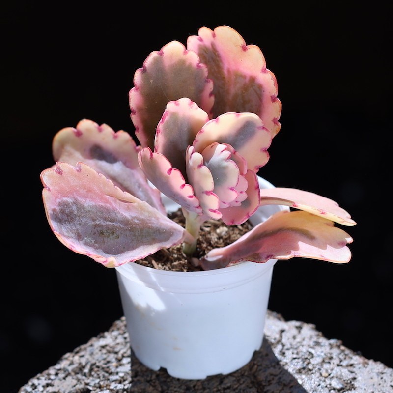 多肉植物 蝴蝶之舞 玉吊钟 锦蝴蝶之舞锦 阳台办公室肉肉小盆栽