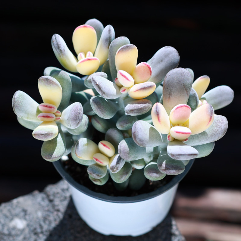 粉色乒乓福娘多肉植物盆栽净化空气室内多头群生大颗好养绿植肉肉