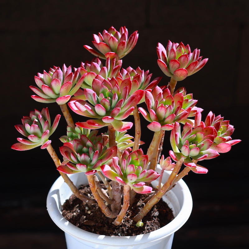 红稚莲老桩大型大颗多头群生多肉植物盆栽办公室绿植花卉清仓包邮