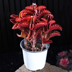 红朱莲多肉植物组合盆栽高级精品老桩新手书房室内好养云南肉肉