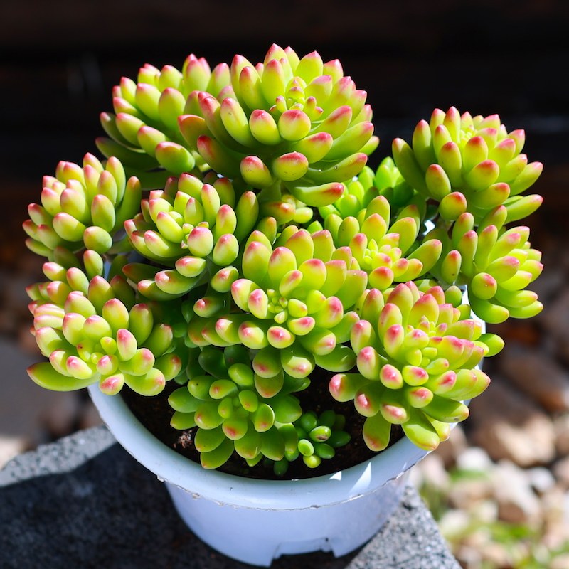 柳叶春萌 柠檬手指青松 韩国乙女心多肉植物老桩盆栽花卉绿植室内