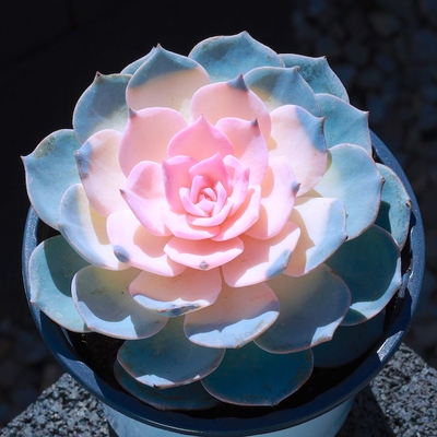 粉色蓝石莲多肉绿植阳台