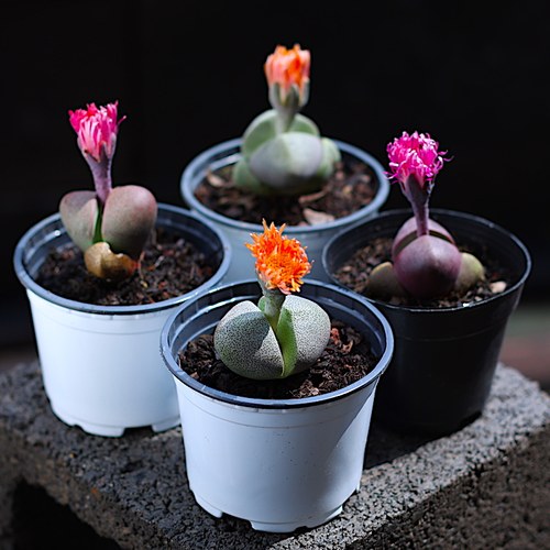 多肉植物盆栽组合花卉