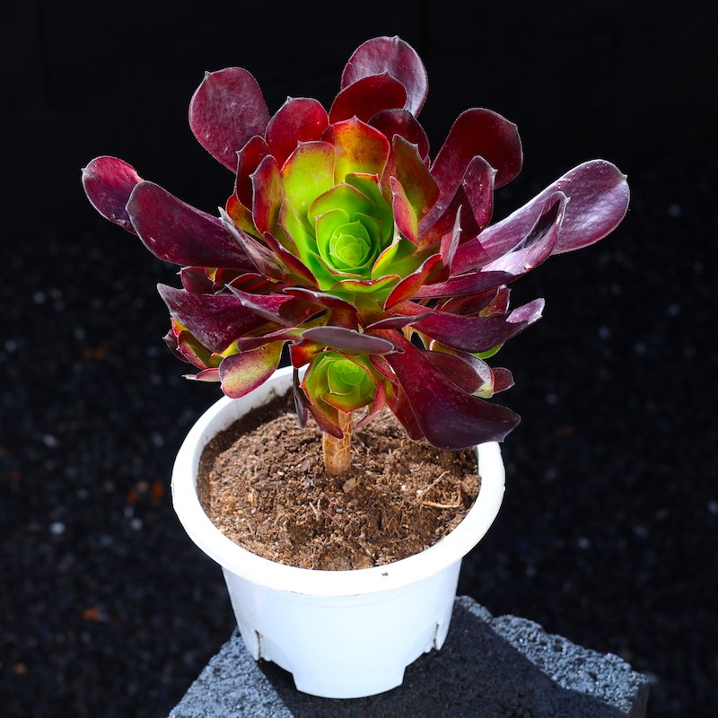 紫羊绒多肉植物室内群生盆栽组合大颗肉肉好养小老桩云南直发名贵