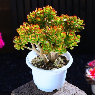 玉树多肉植物组合盆栽招财猫精品绿植吸财树大颗网红室内肉肉老桩