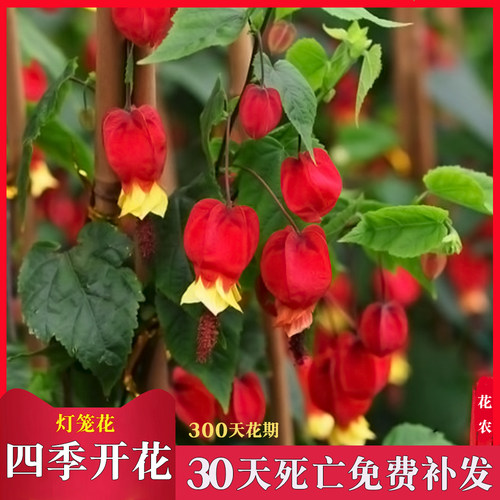 爬藤好养易活盆栽植物蔓性风铃花
