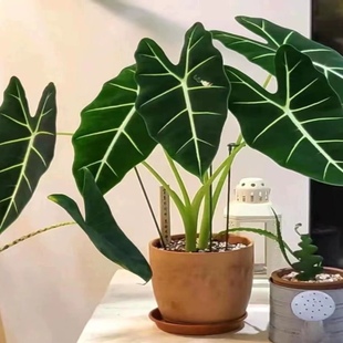 绿天鹅绒海芋净化空气彩叶芋绿植盆栽吸甲醛室内外植物观叶好养