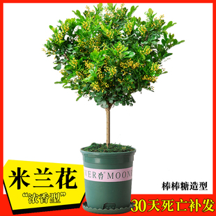 【精品】米兰花盆栽四季老桩浓香型大香水米兰独杆阳台庭院花卉