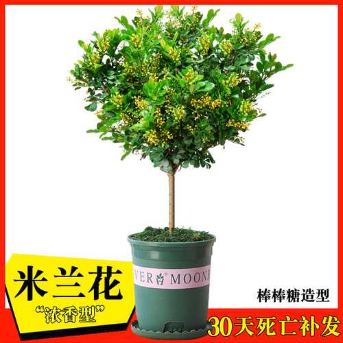 【精品】米兰花盆栽四季老