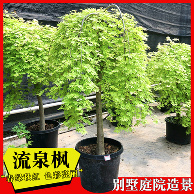 黄金流泉枫树日本品种红枫树苗