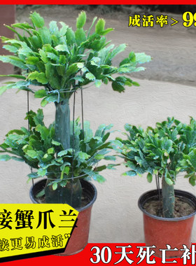 嫁接蟹爪兰盆栽带花苞双层