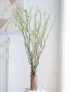 水培植物龙柳鲜枝切花水养绿植雪柳干支室内吊钟泡水长根装饰盆栽