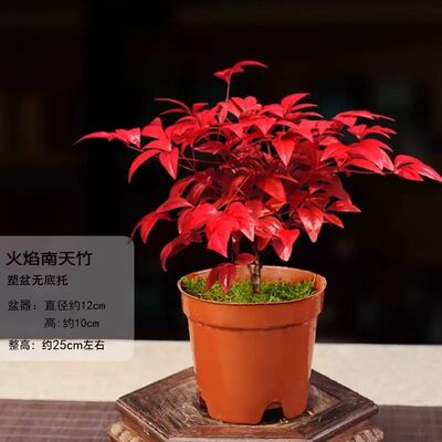 火焰南天竹盆栽耐寒植物植物室内客厅桌面绿植好养四季常青花卉