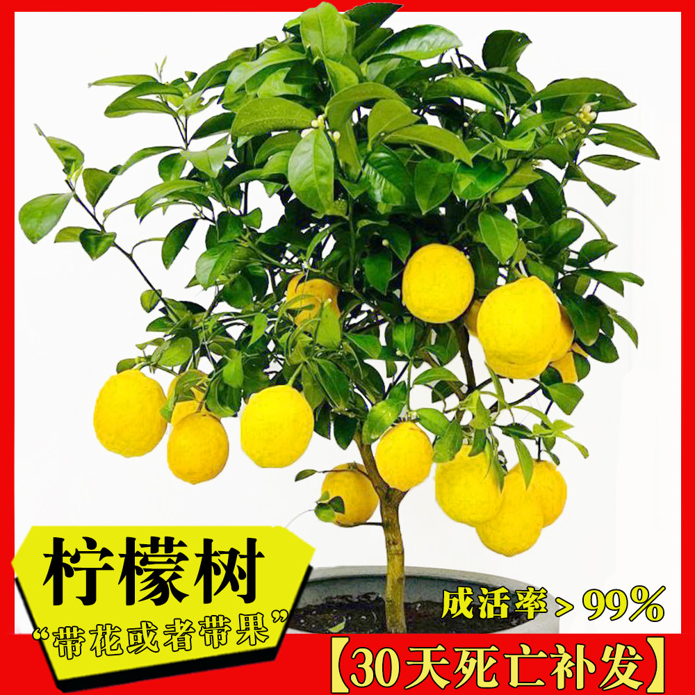 柠檬树盆栽植物阳台庭院可食用带果香水柠檬树苗四季结果绿植