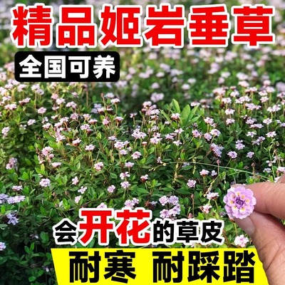 姬岩垂草耐踩踏地被植物开花草坪庭院耐寒爬藤植物四季开花