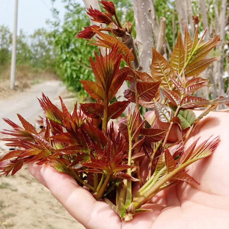 香椿种子芽苗菜红椿树红香椿香椿树盆栽四季播红油香椿种籽菜籽种