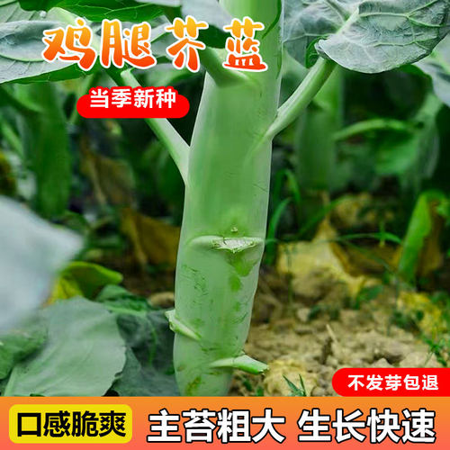 鸡腿芥兰不开花清甜脆嫩