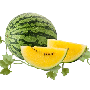 西瓜种籽绿皮黄壤礼品瓜种子早熟高产无籽懒汉麒麟8424美都西瓜籽