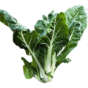 根达菜种牛皮菜君达菜野菜青菜菜籽种大全四季秋冬蔬菜种子种孑