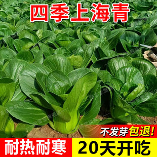 上海青种子官方旗舰店正宗矮脚小油菜种籽四季 鸡毛菜小白菜青菜种