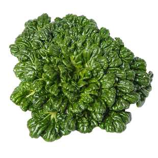 乌塌菜籽耐寒黄心乌塌菜种雪里金花淮南黄心菜乌塔菜秋冬耐寒种孑