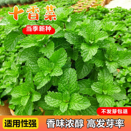 十香菜种子易种植味道正宗