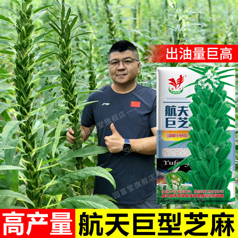 高产早熟出油率高白芝麻种子图片