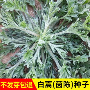 中药材茵陈种子多年生春秋四季白蒿蔬菜种子阳台盆栽易种野菜种子