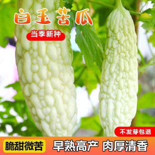 苦瓜种籽长白苦瓜种子春四季 高产阳台盆栽白玉苹果苦瓜蔬菜种子