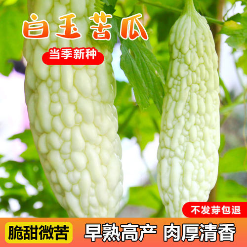 苦瓜种子高产芽率高品质上等