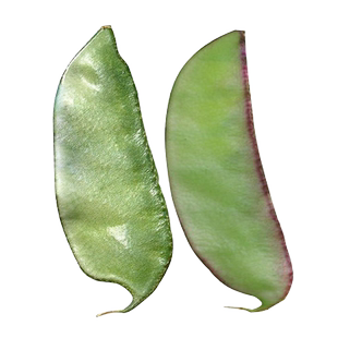 扁豆种子种籽四季豆角梅豆角红眉豆种孑蔬菜梅豆架豆菜籽种大全