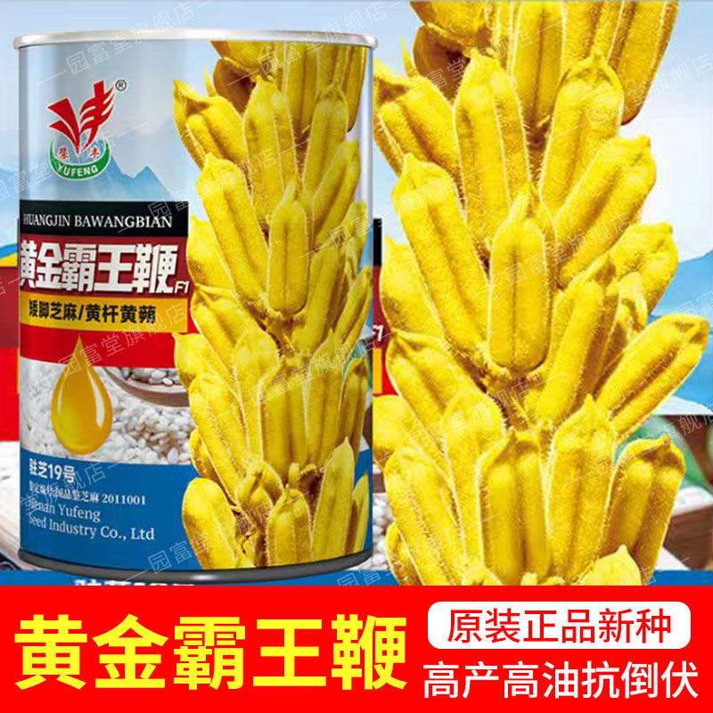 白芝麻种子出油率高产量高图片
