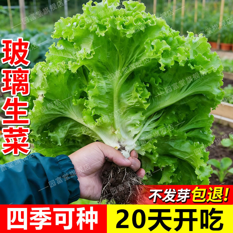 玻璃生菜种子耐寒四季意大利罗马奶油紫色生菜种籽大全阳台盆栽种,鲜花速递/花卉仿真/绿植园艺,家庭园艺种子,淘宝优惠券,粉丝福利购,淘宝优惠卷