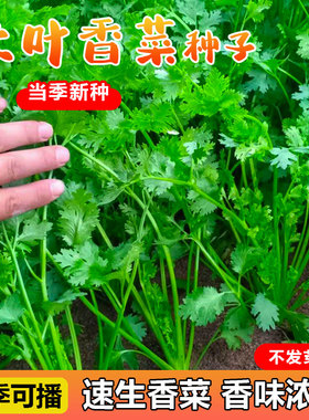 香菜籽种四季种孑大种植盆青菜种籽大全芫荽秋后菜种子阳台盆栽
